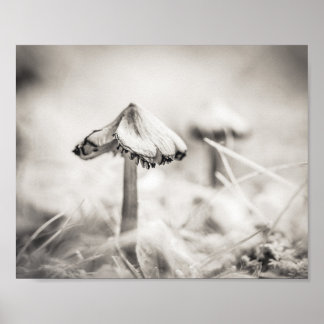 Affiche Champignon boisé Noir et Blanc Nature