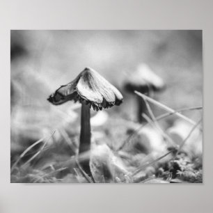 Affiche Champignon boisé Noir et Blanc Nature Archivage