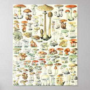 Affiche Champignon d'Adolphe Millot B