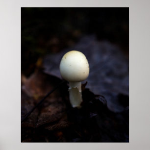 Affiche Champignon de casquette de mort d'ange de