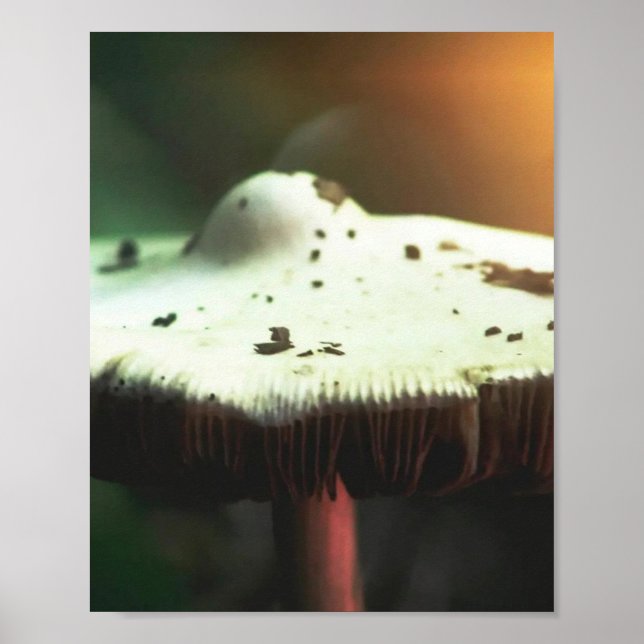 Affiche Champignon Lueur Dorée (Devant)