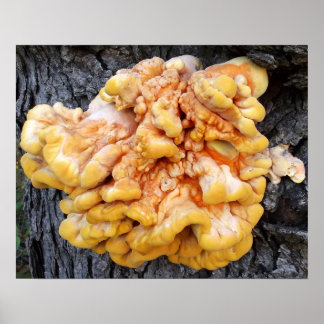 Affiche Champignon Orange