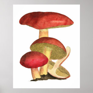 Affiche Champignon rouge, illustration botanique vintage