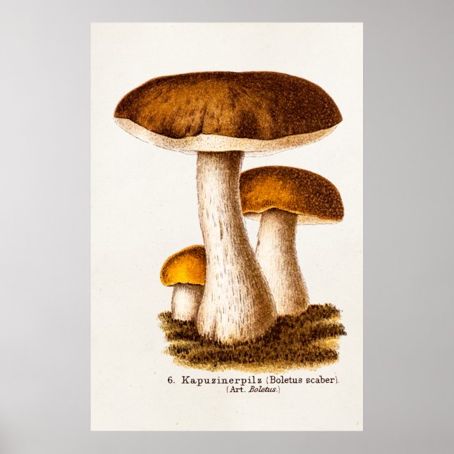 Affiche Champignon vintage des années 1800 Champignon Brow (Devant)