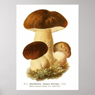 Affiche Champignons