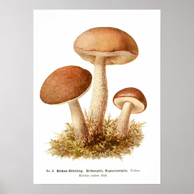 Affiche Champignons (Devant)