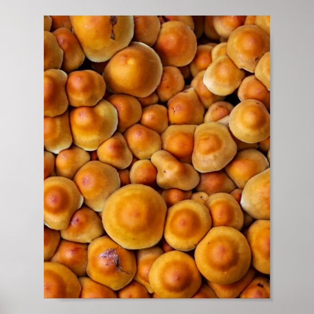 Affiche Champignons (Devant)
