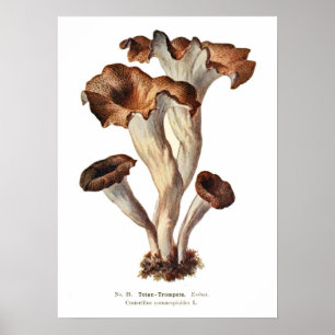Affiche Champignons