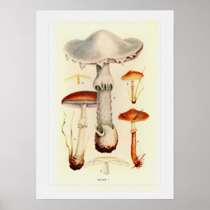 Affiche Champignons