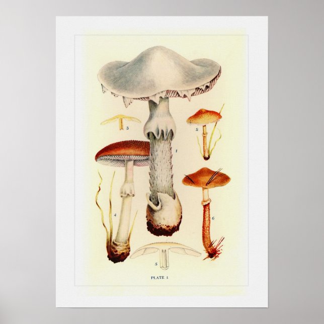 Affiche Champignons (Devant)