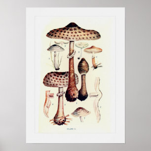 Affiche Champignons