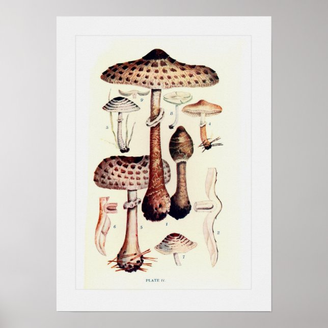 Affiche Champignons (Devant)