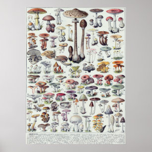 Affiche Champignons