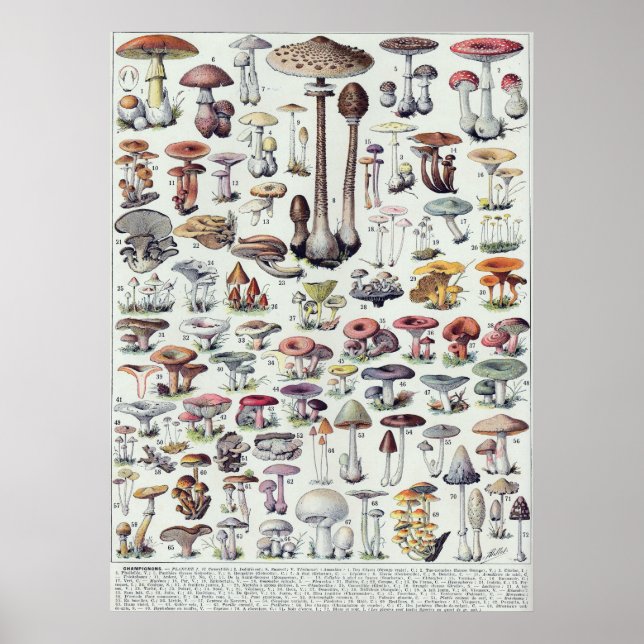 Affiche Champignons (Devant)