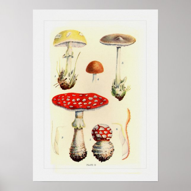Affiche Champignons (Devant)