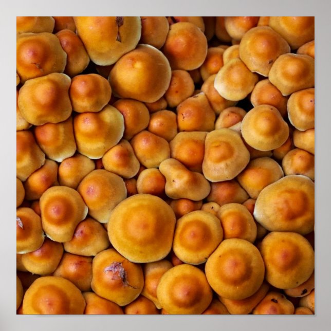 Affiche Champignons (Devant)