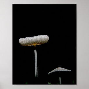 Affiche Champignons