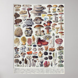 Affiche Champignons 2