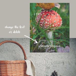 Affiche Champignons agariques à la mouche rouge