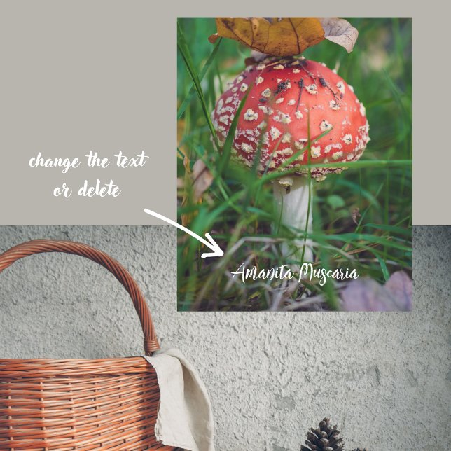 Affiche Champignons agariques à la mouche rouge (Créateur téléchargé)