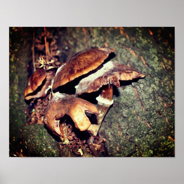 Affiche Champignons Brown Sauvages Dans La Crevice Arbre (Devant)