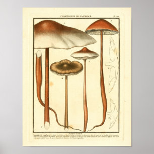 Affiche Champignons Brown vintages Art français Imprimer
