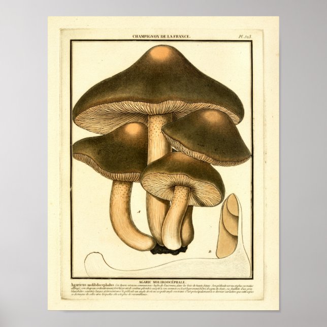 Affiche Champignons Brown vintages Art français Imprimer (Devant)