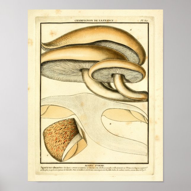 Affiche Champignons Brown vintages Art français Imprimer (Devant)