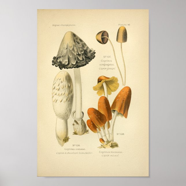 Affiche Champignons Brown vintages Art Imprimer Français (Devant)