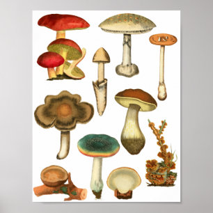Affiche Champignons Champignons Plante Nature Botaniques a