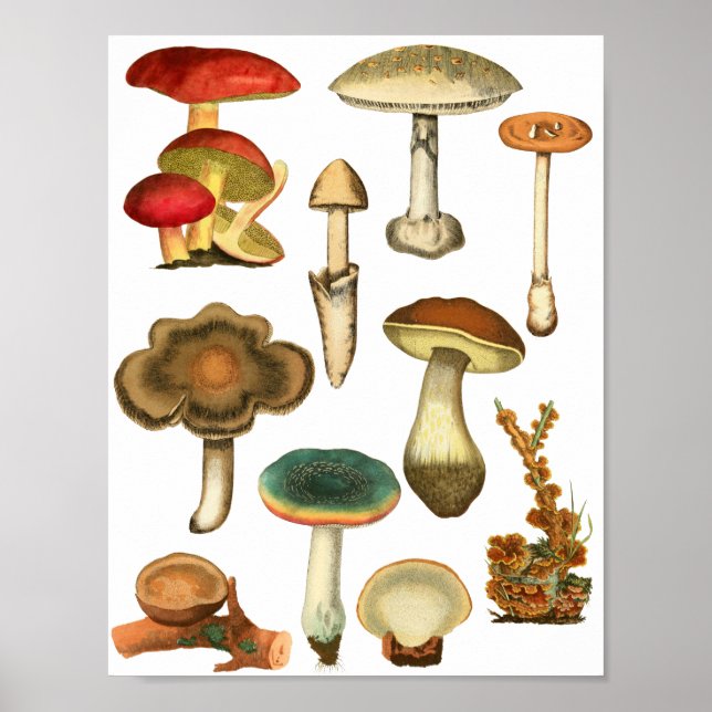 Affiche Champignons Champignons Plante Nature Botaniques a (Devant)