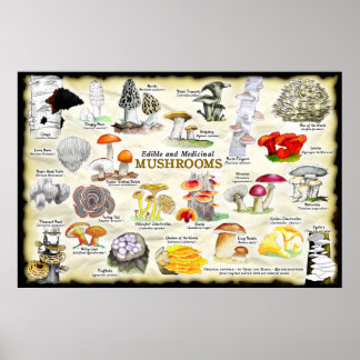 Affiche Champignons (comestibles et médicinaux)