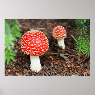Affiche Champignons d'agaric de mouche