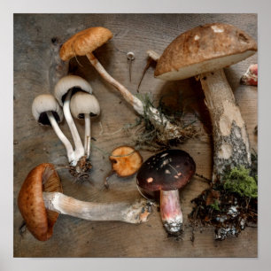 Affiche Champignons d'amour des champignons