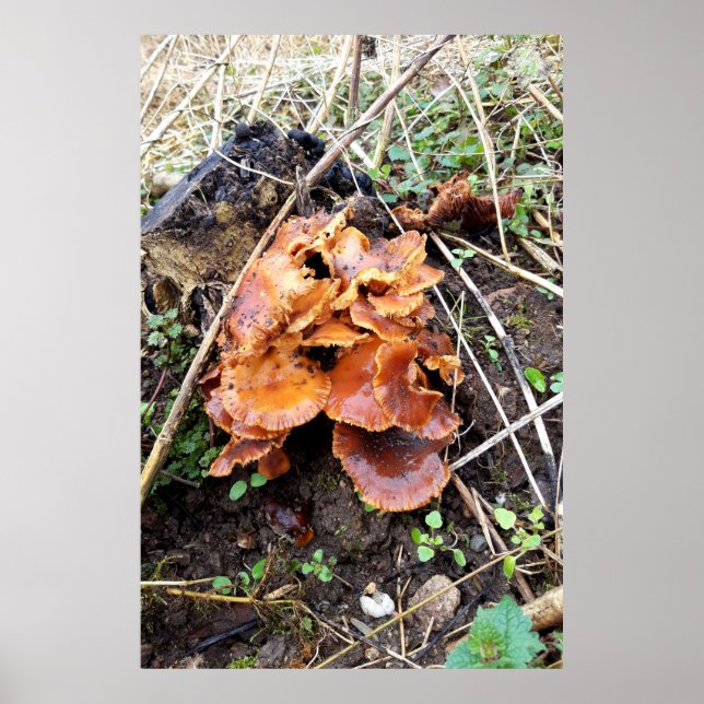 Affiche Champignons dans la forêt (Devant)