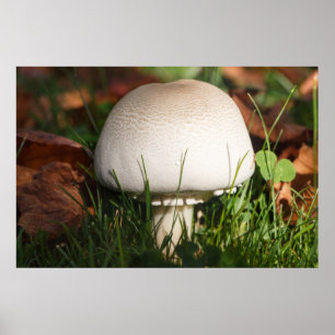 Affiche Champignons dans une forêt