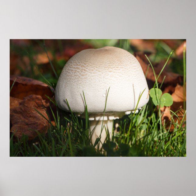 Affiche Champignons dans une forêt (Devant)
