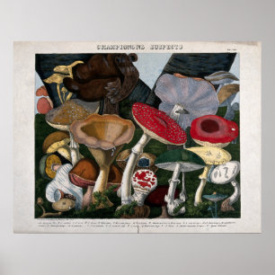 Affiche Champignons des champignons