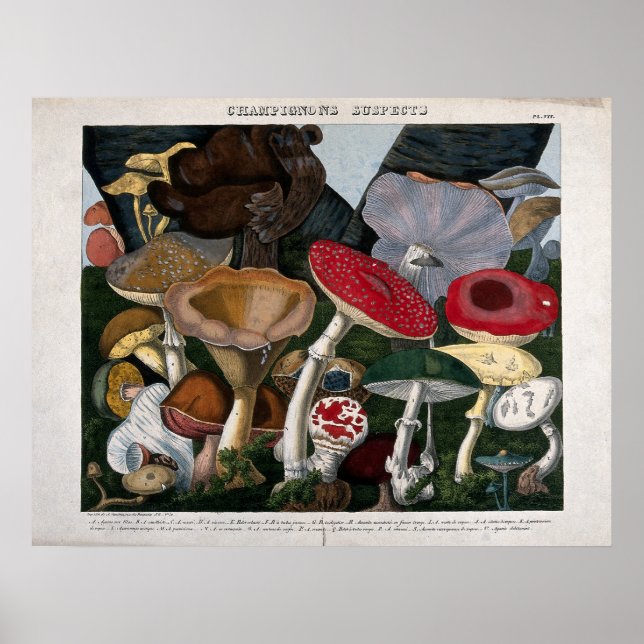 Affiche Champignons des champignons (Devant)
