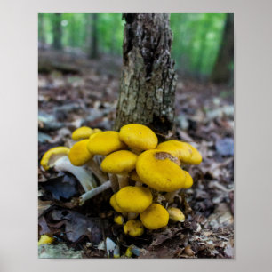Affiche Champignons dorés