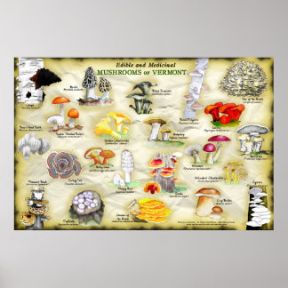 Affiche Champignons du Vermont