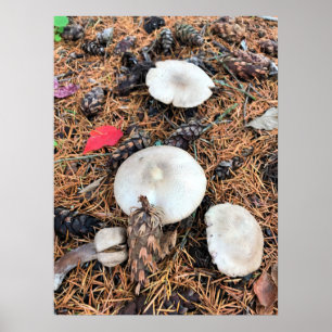 Affiche Champignons et cônes de pin