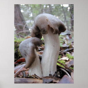 Affiche Champignons forestiers