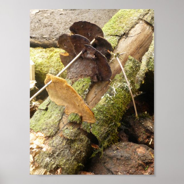 AFFICHE CHAMPIGNONS GRANDE ÎLE HAWAII (Devant)
