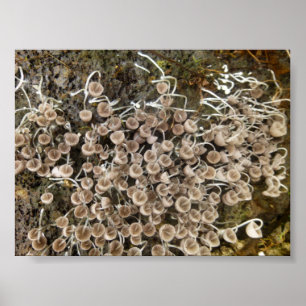 AFFICHE CHAMPIGNONS GRANDE ÎLE HAWAII