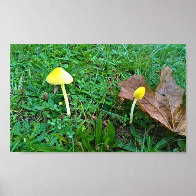 Affiche Champignons jaunes minuscules (Devant)