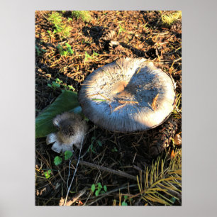 Affiche Champignons, Oregon