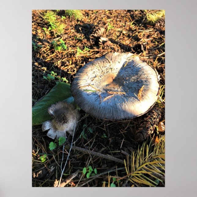Affiche Champignons, Oregon (Devant)
