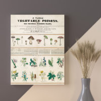 Champignons poisonneux Vintage Rétro 1840-1850