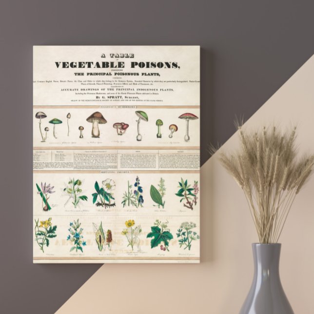 Affiche Champignons poisonneux Vintage Rétro 1840-1850 (Créateur téléchargé)